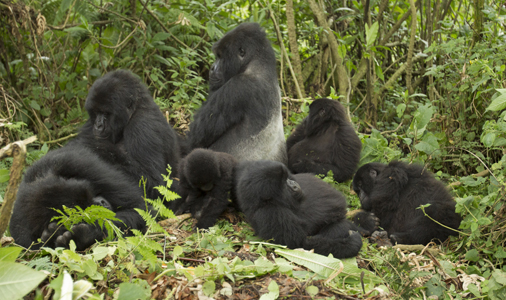 gorilla